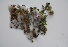 terra inkognita christian berens